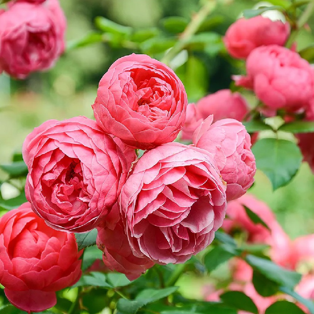 Роза Кордес Помпонелла флорибунда  1шт