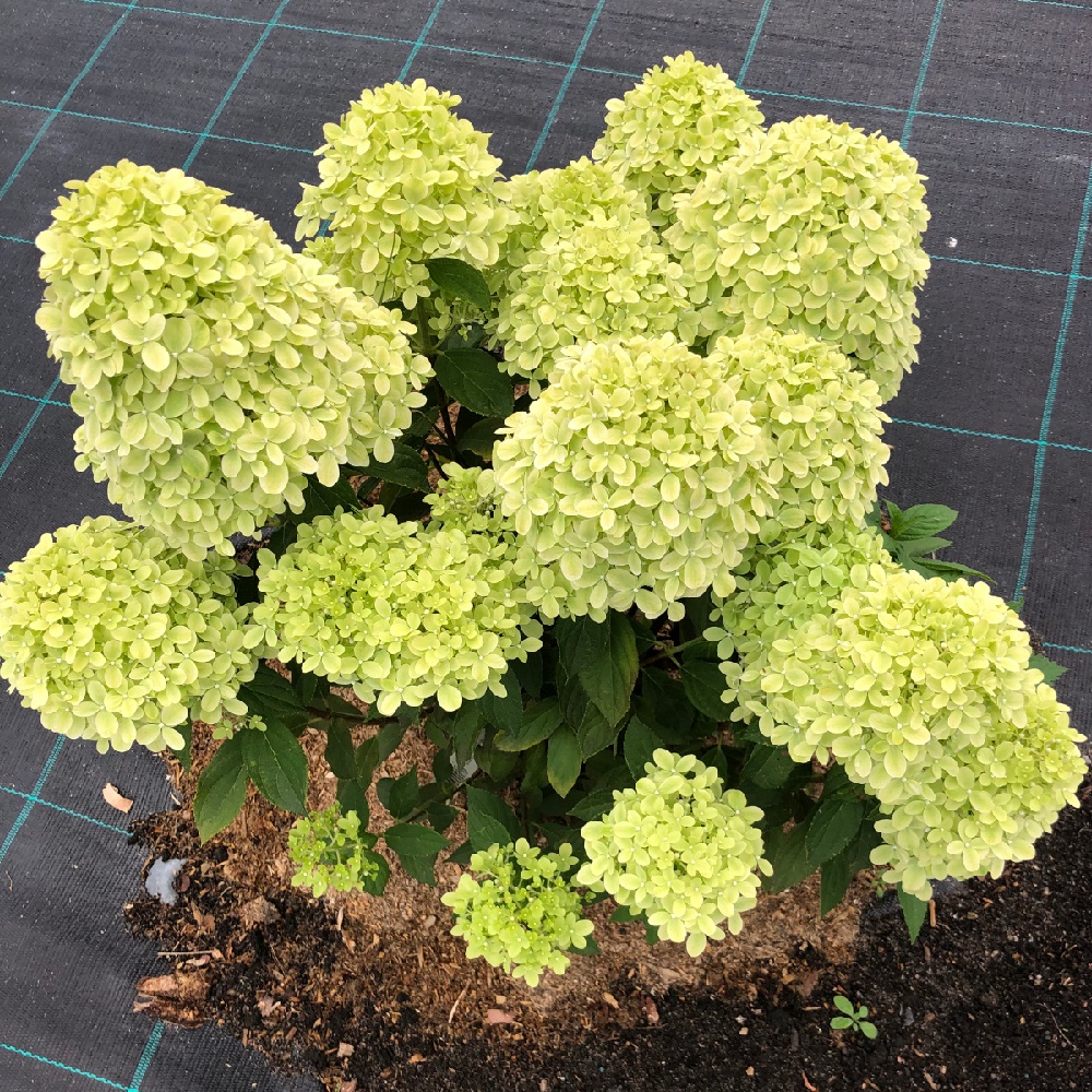 Гортензия метельчатая Литтл Эппл 1шт (серия ПАТИО) 