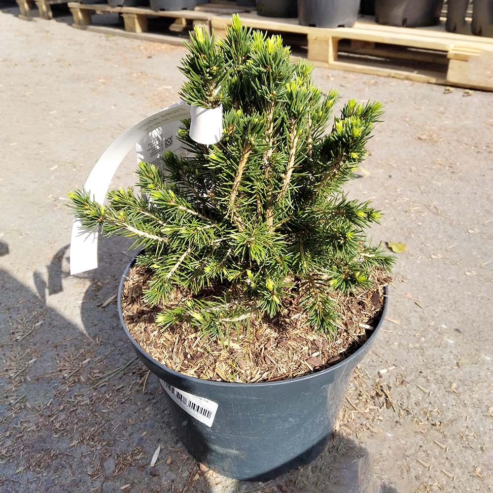 Ель обыкновенная Томпа С5 (высота 30-40см) 1шт /Picea abies Tompa
