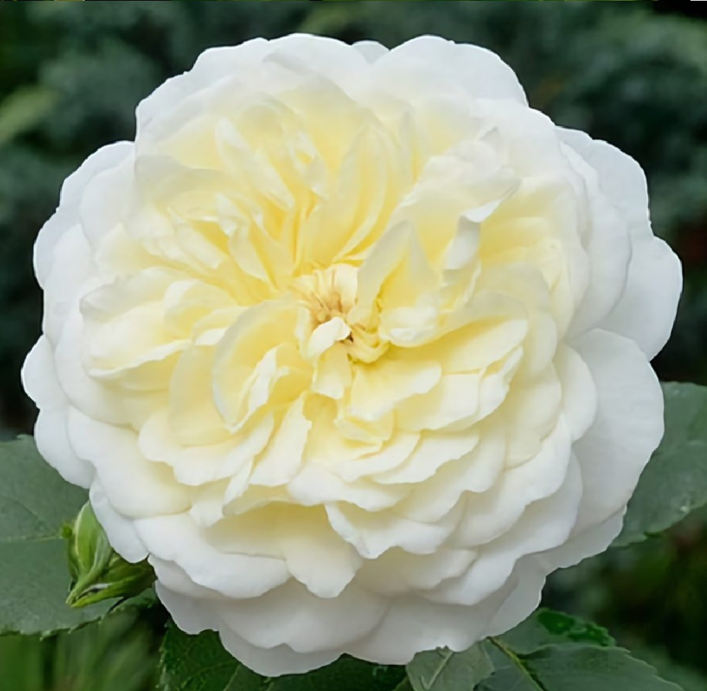 Роза английская Транквилити 1шт  /12