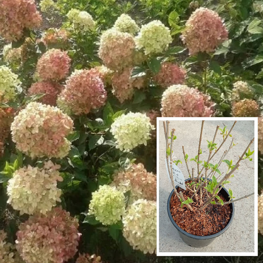 Гортензия метельчатая Литтл Лайм С5 1шт/Hydrangea paniculata LITTLE LIME