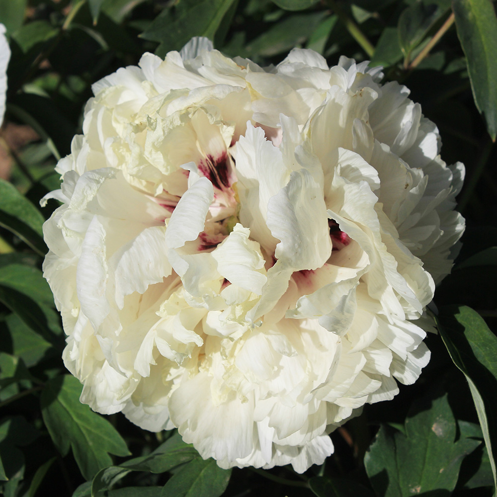 Пион древовидный Изящный нефрит столицы 1шт/Paeonia Jing Yu Ling Long (Цзин Юй Лин Лон)