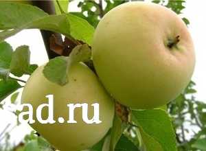 Груша Августовская Роса С2-3  1шт