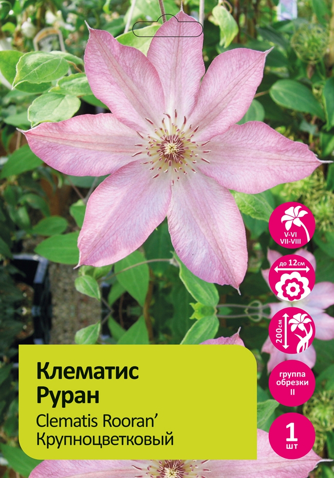 Клематис Руран 1шт