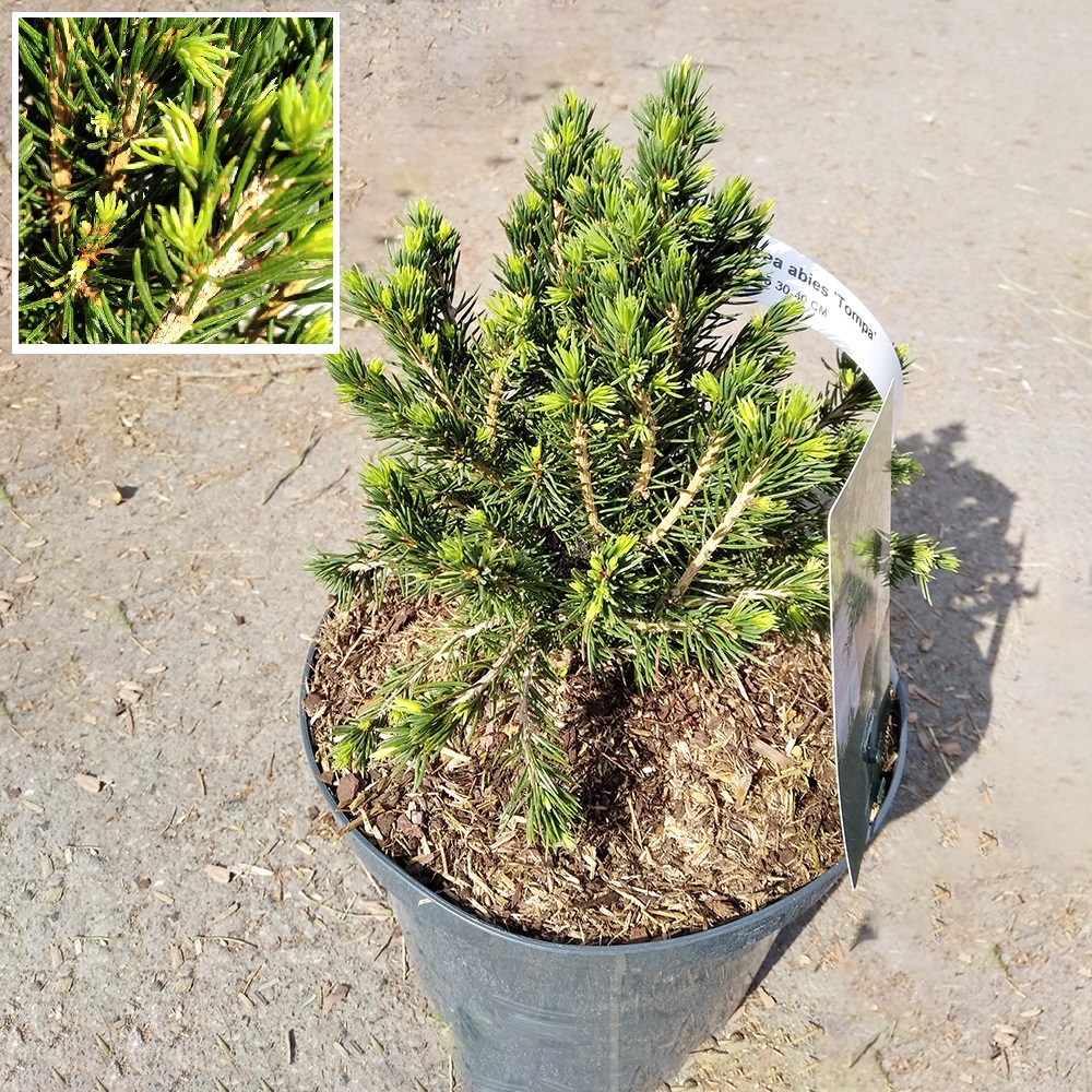 Ель обыкновенная Томпа С5 (высота 30-40см) 1шт /Picea abies Tompa