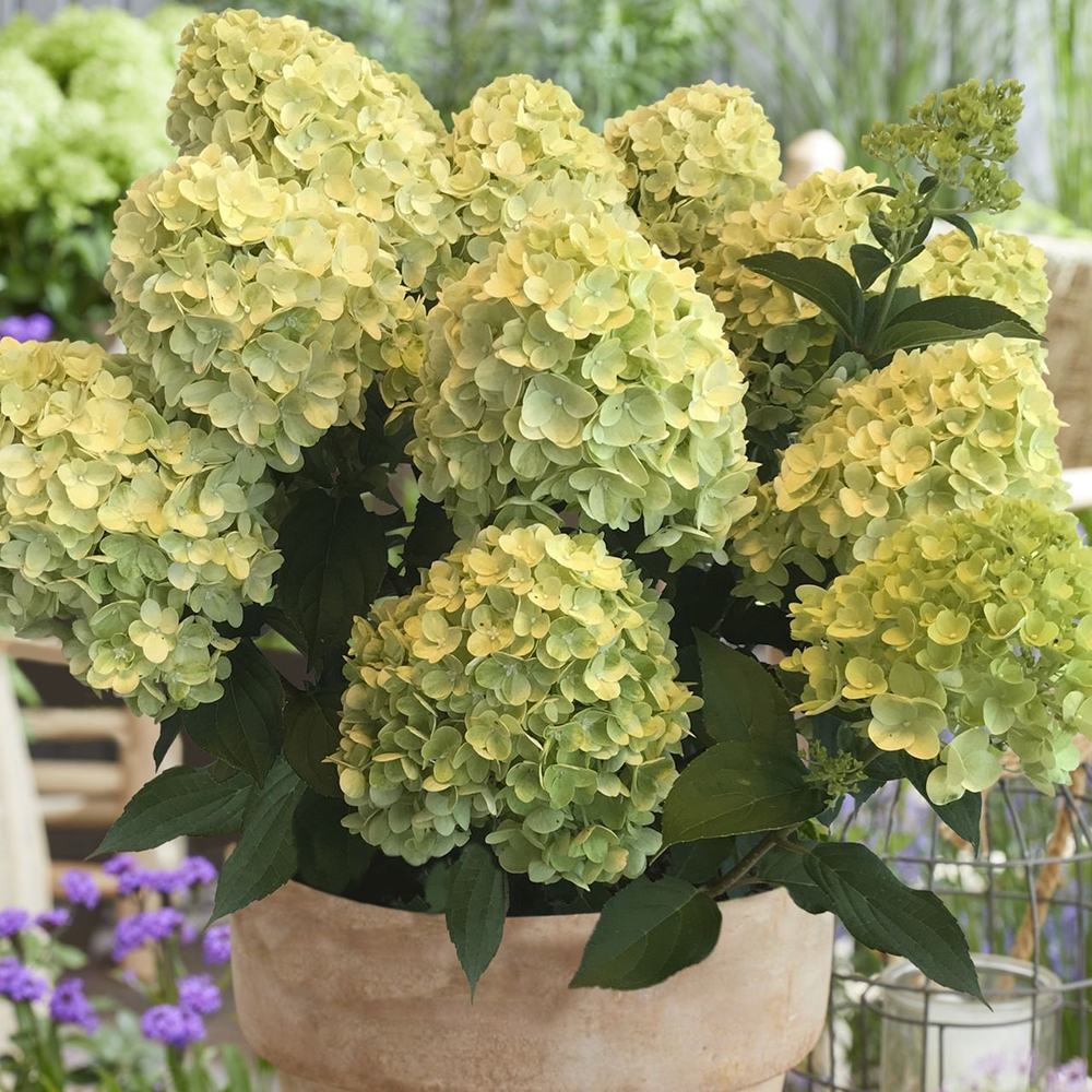 Гортензия метельчатая Лемон Лайт 1шт (серия Патио)