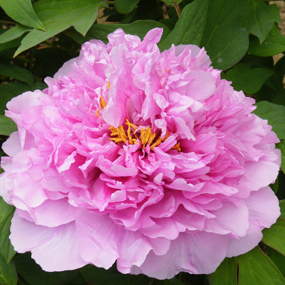 Пион древовидный Императорская невеста 1шт /Paeonia Jing Zui Mei (Цзин Цзуй Мэй)