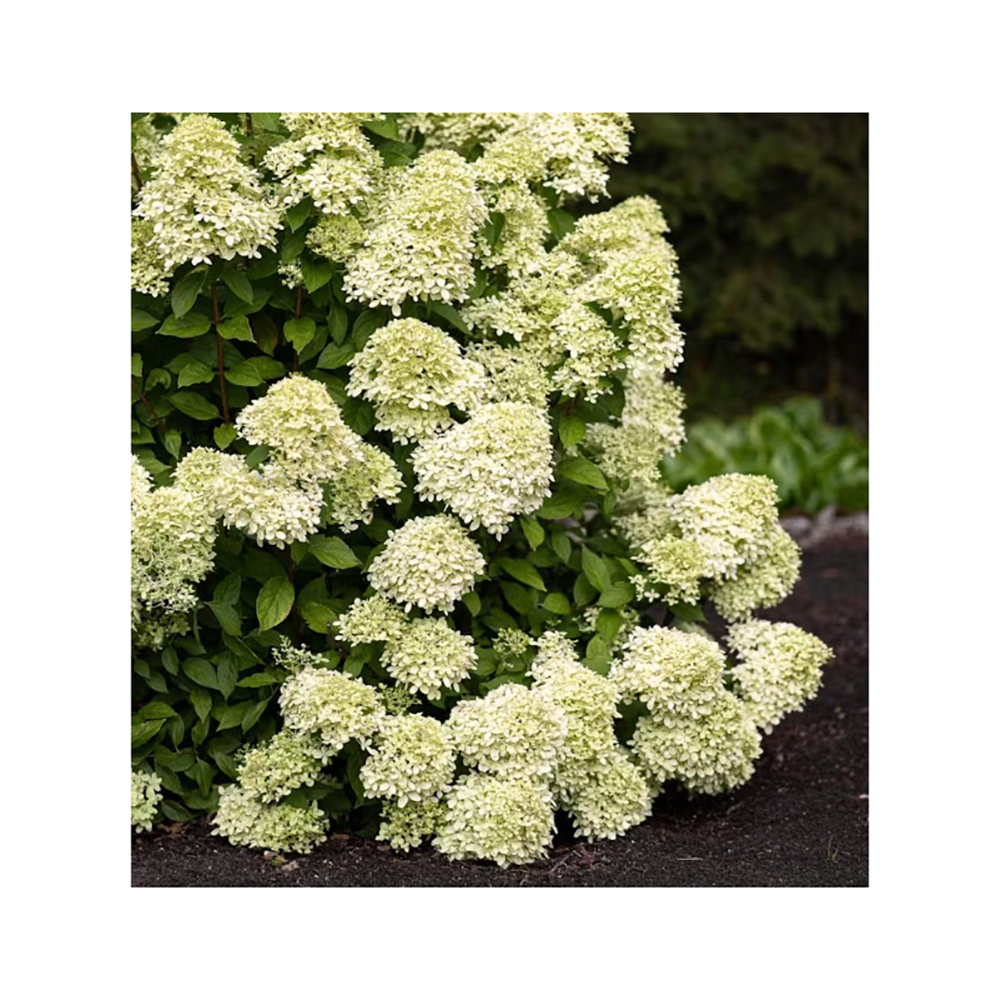 Гортензия метельчатая Ливинг Литл Пэшин С3 1шт/ Hydrangea paniculata LIVING LITTLE PASSION