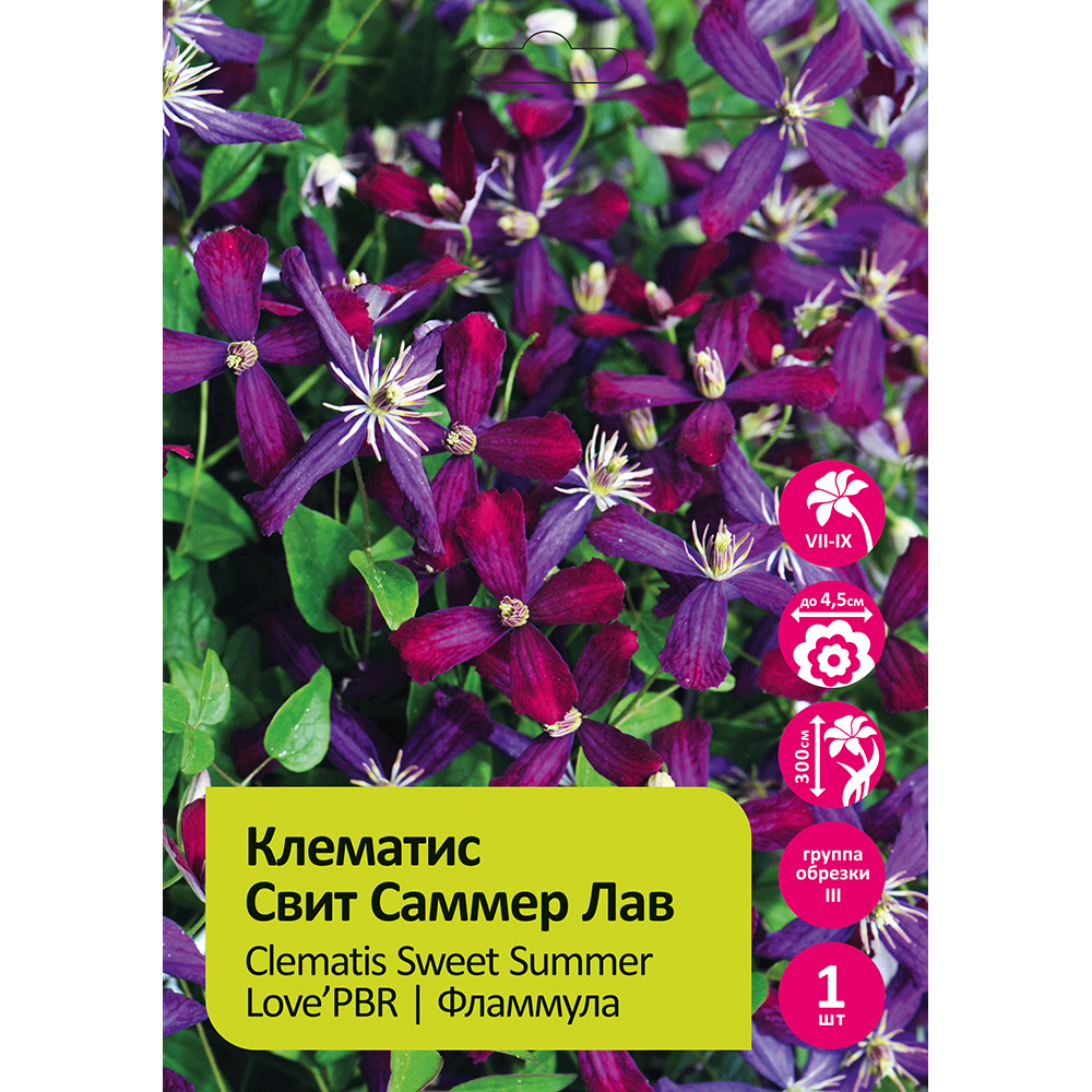 Клематис Свит Саммер Лав 1шт гр.обрезки 3 / Clematis Sweet Summer Love