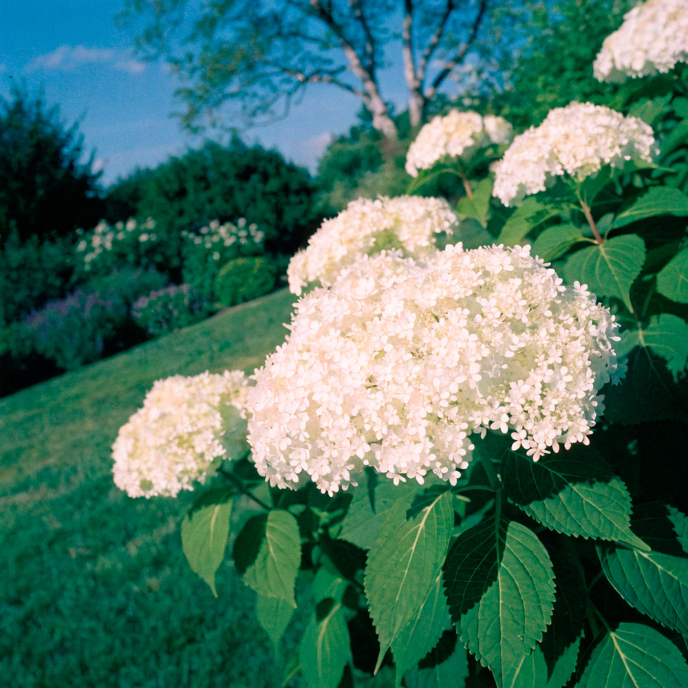 Гортензия древовидная Кандибель Маршмеллоу С3 1шт/Hydrangea Candybelle Marshmall