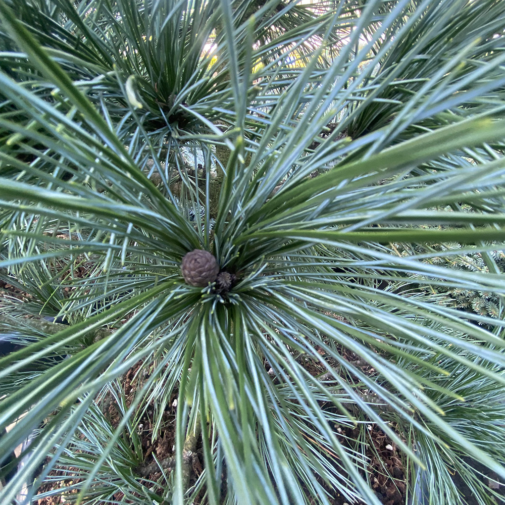 Сосна кедровая Глаука С65 (высота 80-100см) 1шт/Pinus cembra 'Glauca'