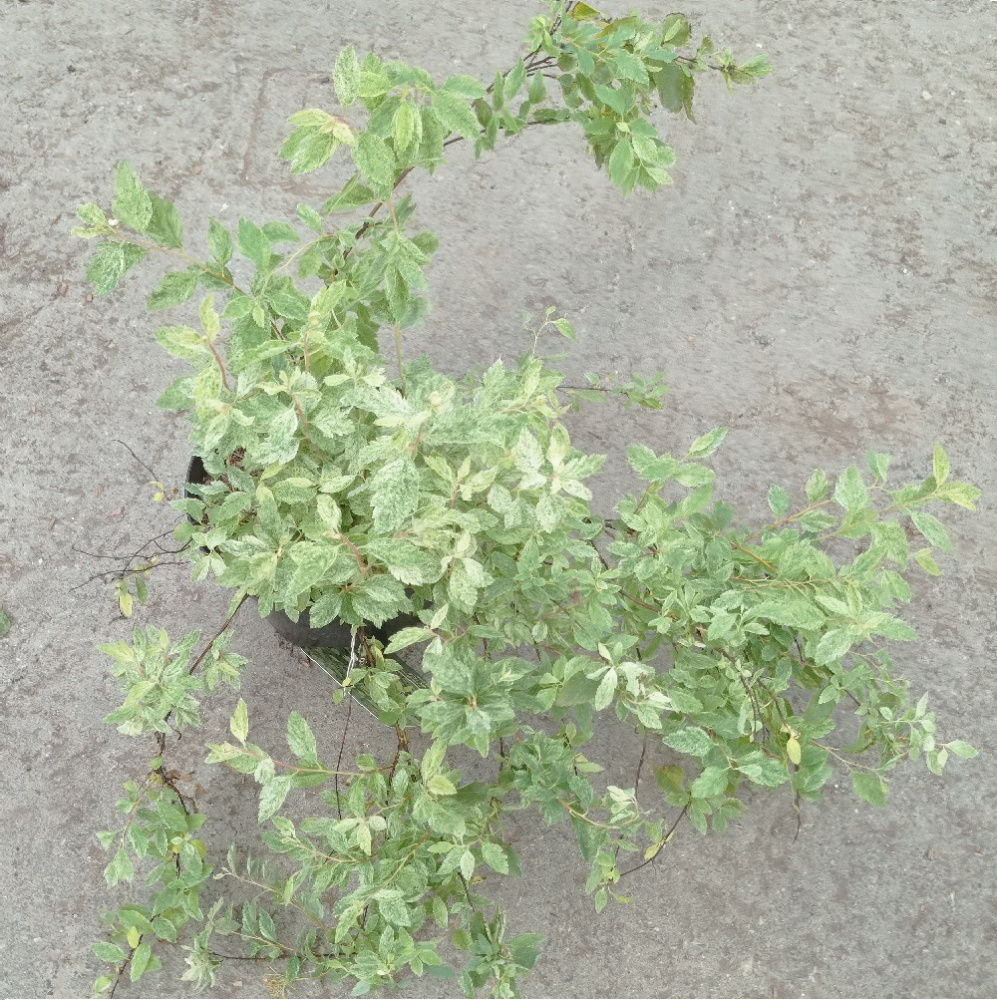 Спирея Вангутта Пинк Айс Кэтпэн С3 H30-40 1шт/Spiraea vanhouttei PINK ICE Catpan