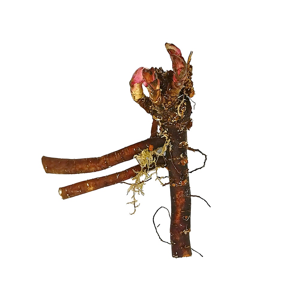 Пион молочноцветковый Боул оф Крим 1шт 2/3 / Bowl of Cream (Nai you wan /Най Ю Ван)