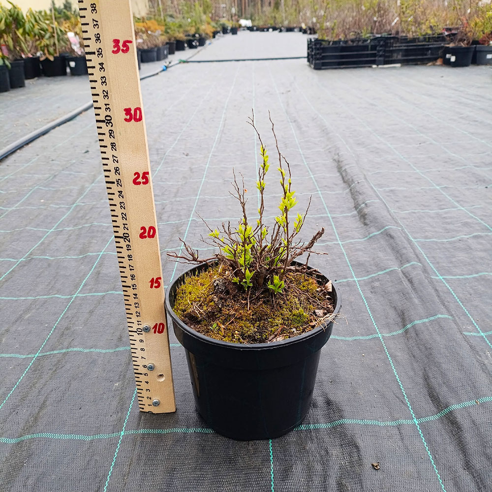 Спирея японика Альбифлора С2 1шт/ Spiraea japonica Albiflora
