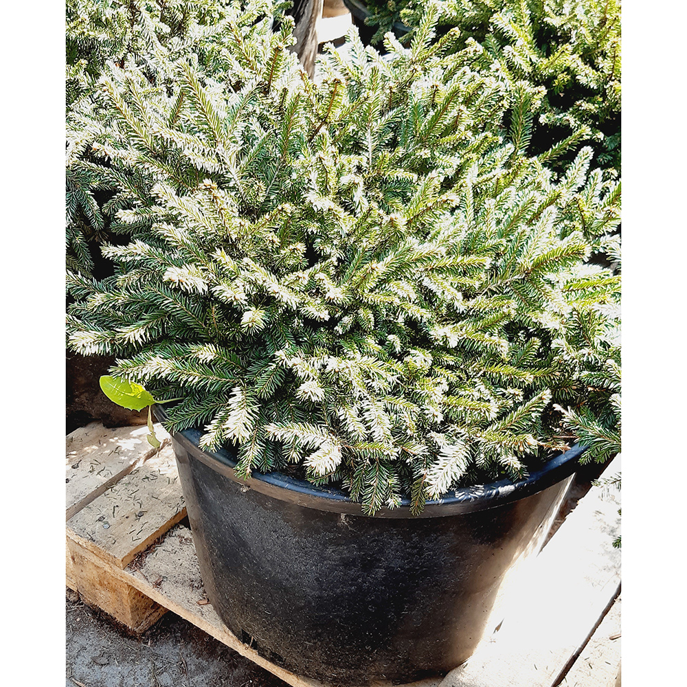 Ель обыкновенная Загвижде С30 (40-50см) 1шт/Picea abies Zagwiżdże