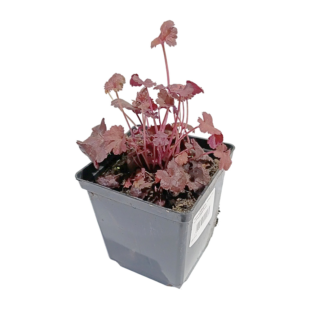 Гейхера гибридная Гэлакси Р13 1шт/Heuchera Galaxy