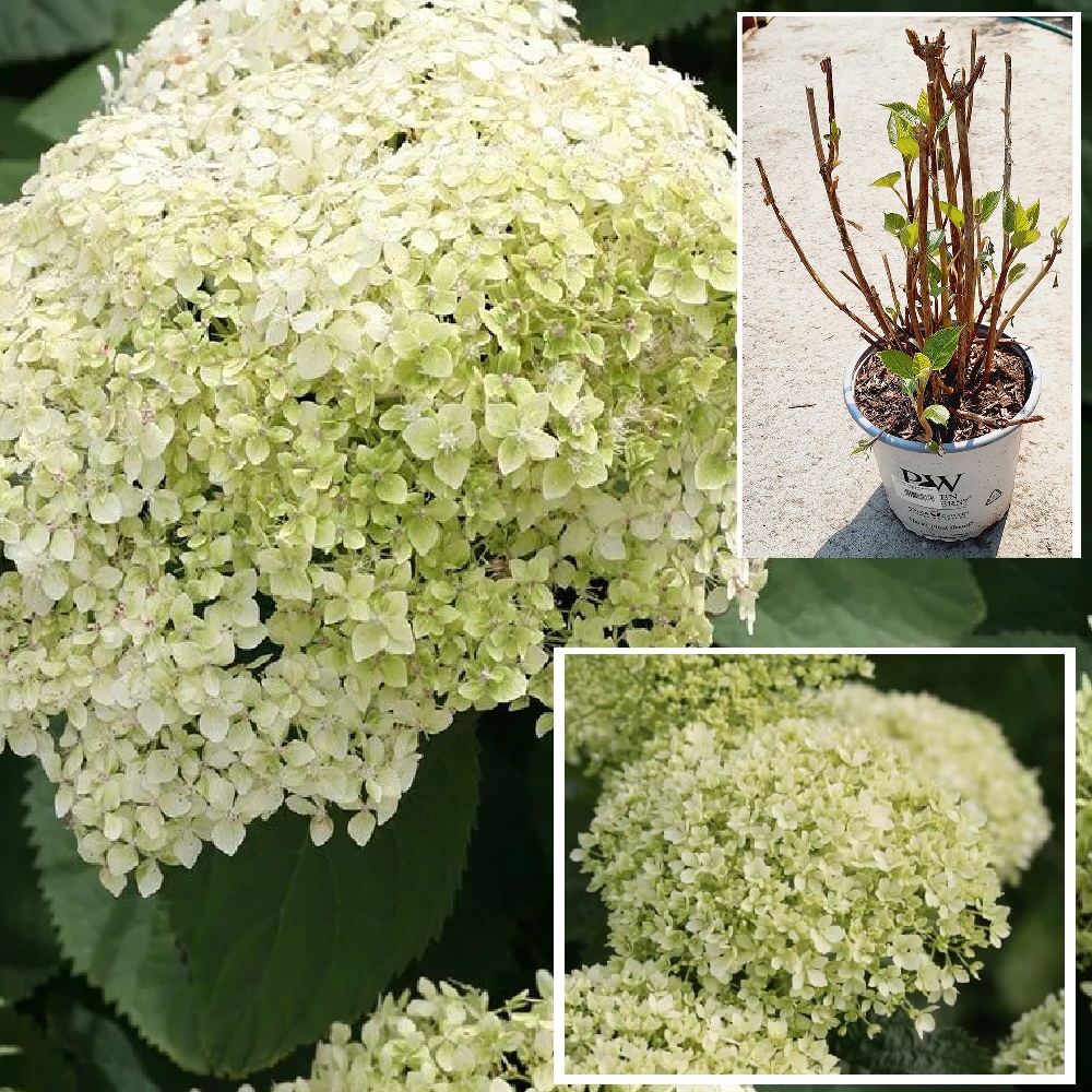 Гортензия древовидная Лайм Рики С5 H40-60 1шт/Hydrangea arborescens LIME RICKEY