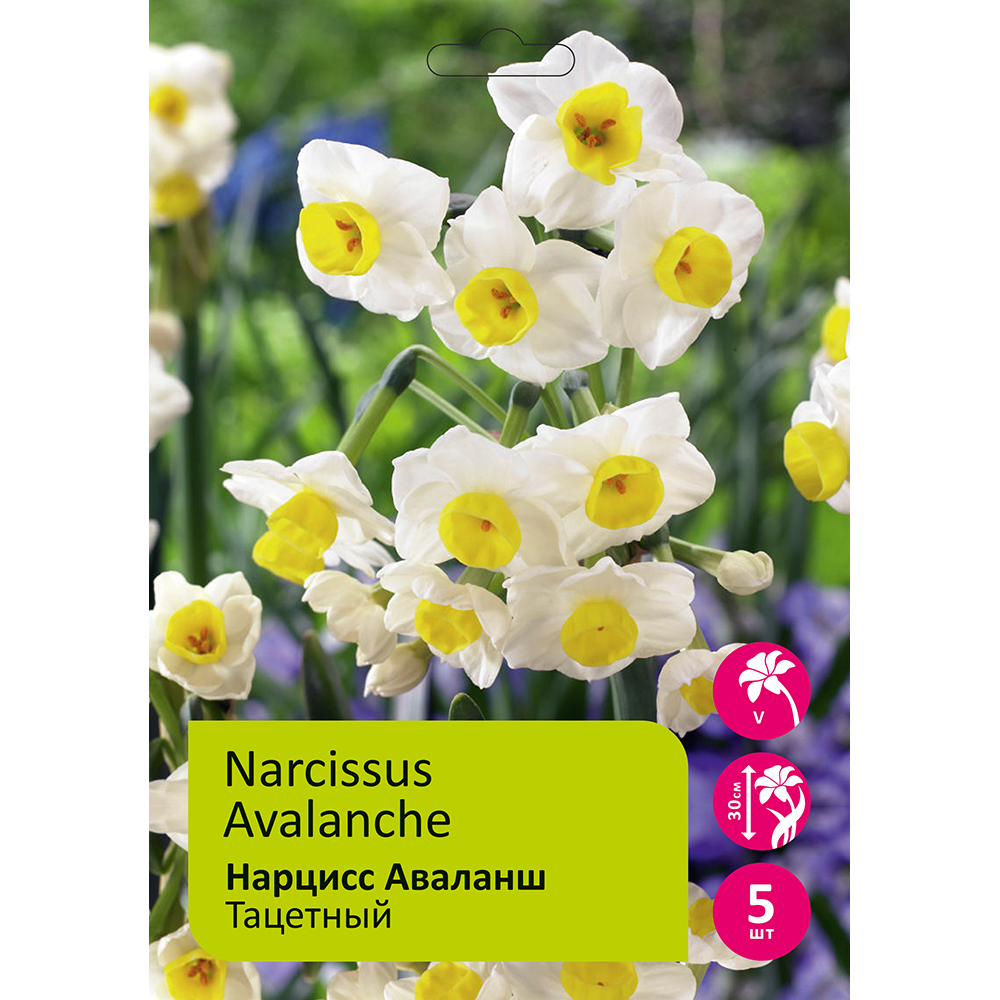 Нарциссы Аваланш тацетный 5шт 13/15 / Narcissus Avalanche