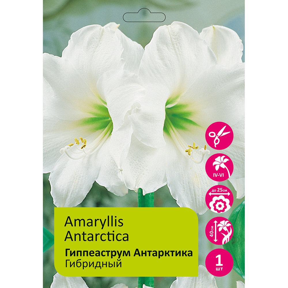 Гиппеаструм/Амариллис Антарктика 1шт 24/26/Amaryllis Antarctica