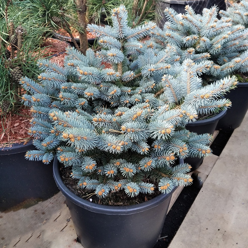 Ель колючая Глаука Глобоса в горшке 15л (высота 30-50см) 1шт/ Picea pungens Gauca Globosa