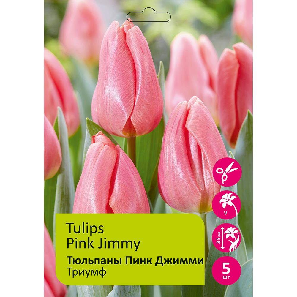 Тюльпаны Пинк Джимми 5шт 12/+/Tulip Pink Jimmy