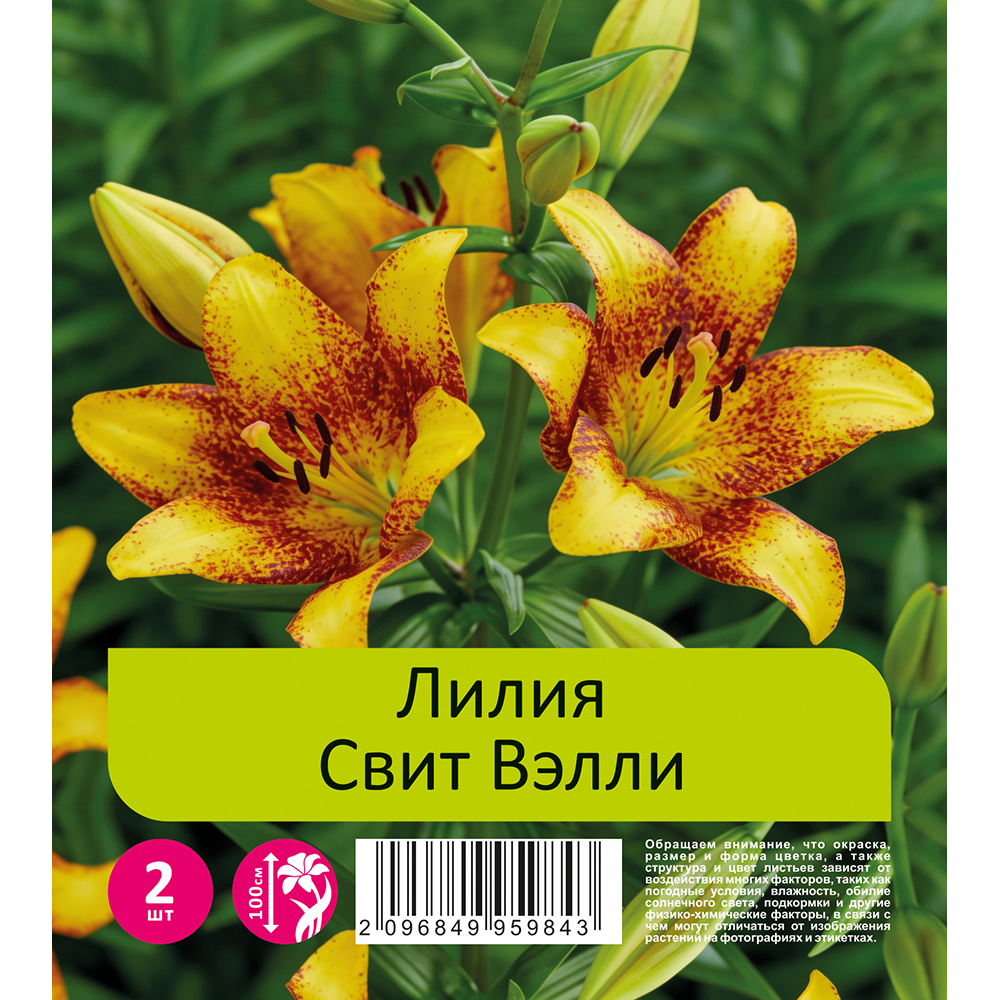 Лилия Свит Вэлли 2шт 18/20 ЛА-гибрид /Lilium Sweet Valley