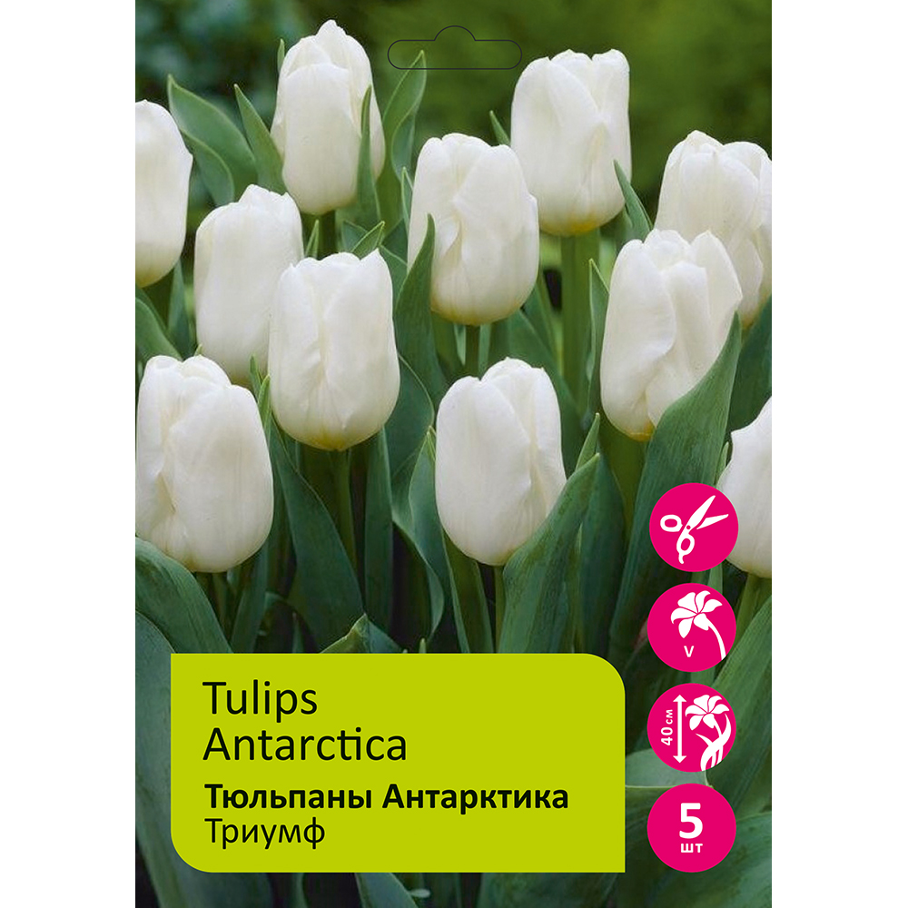Тюльпаны Антарктика 5шт Триумф 12/+/Tulip Antarctica