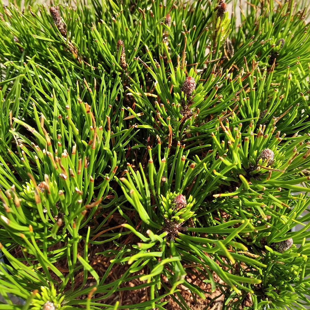 Сосна горная Пумилио С35 (высота 80-90см) 1шт/Pinus mugo Pumilio