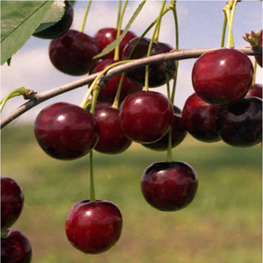 Вишня  Любская(подвой вишня Магалебская) (в сетке)