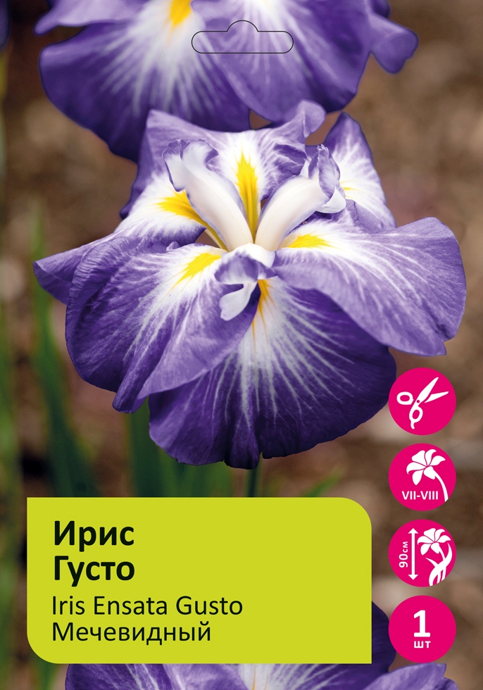  Ирис Густо мечевидный 1шт /Iris Ensata Gusto
