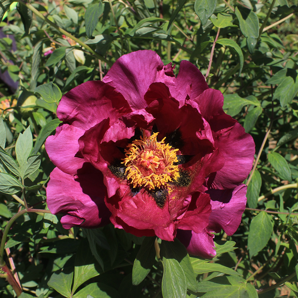 Пион древовидный Алый лотос 1шт/Paeonia Jing He Hong (Цзин Хэ Хонг)