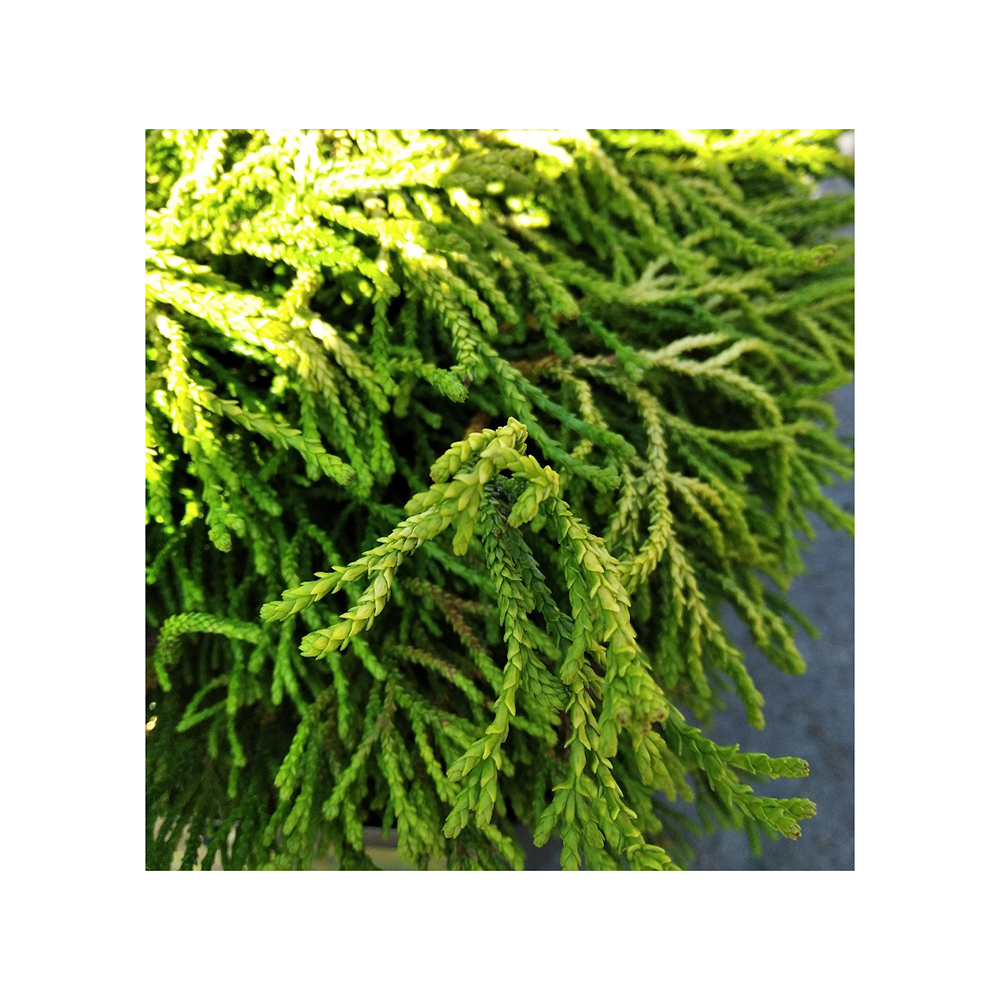 Кипарисовик горохоплодный Фури-Тсукомо С3 (15-20) 1шт/Chamaecyparis Fuiri-tsukom