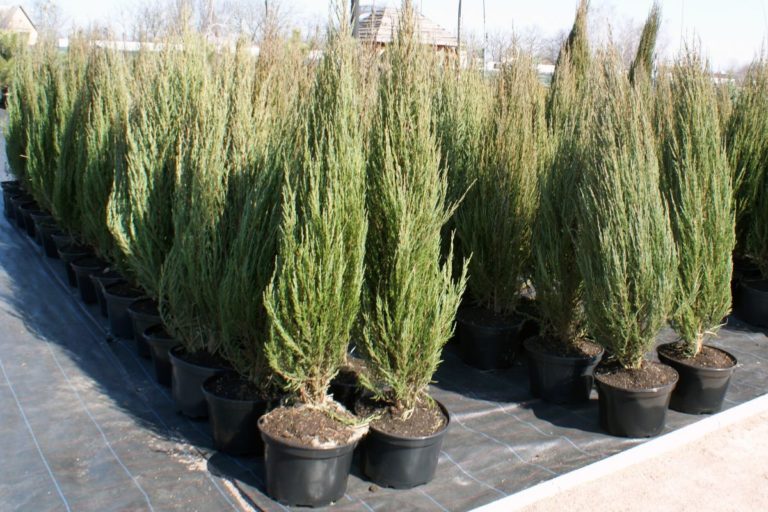 Можжевельник скальный Блу Арроу С3 (30-40) 1шт/Juniperus scopulorum Blue Arrow