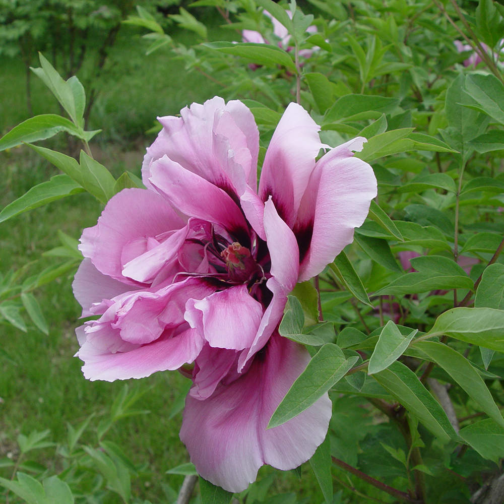 Пион древовидный Императорская синева 1шт/Paeonia Jing He Lan (Цзин Хэ Лань)