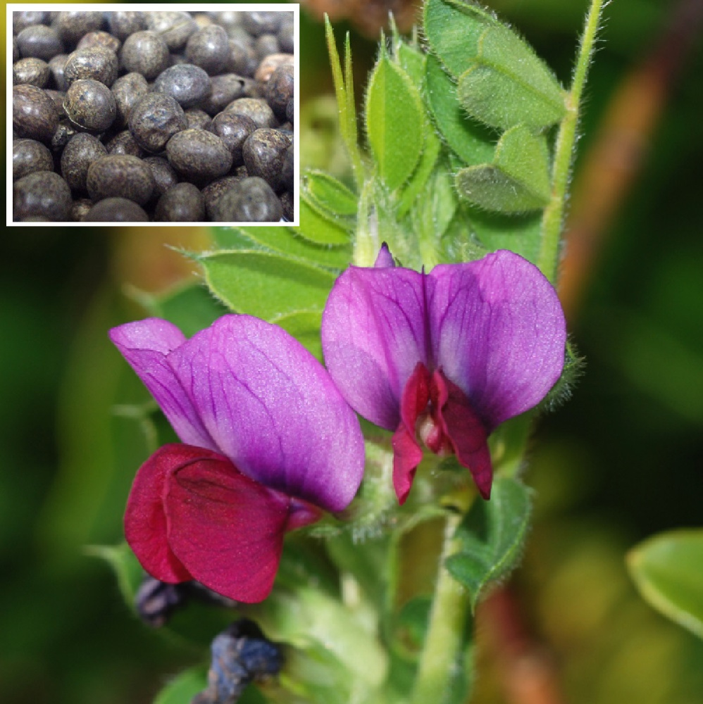 Вика яровая 0,5кг   1/50