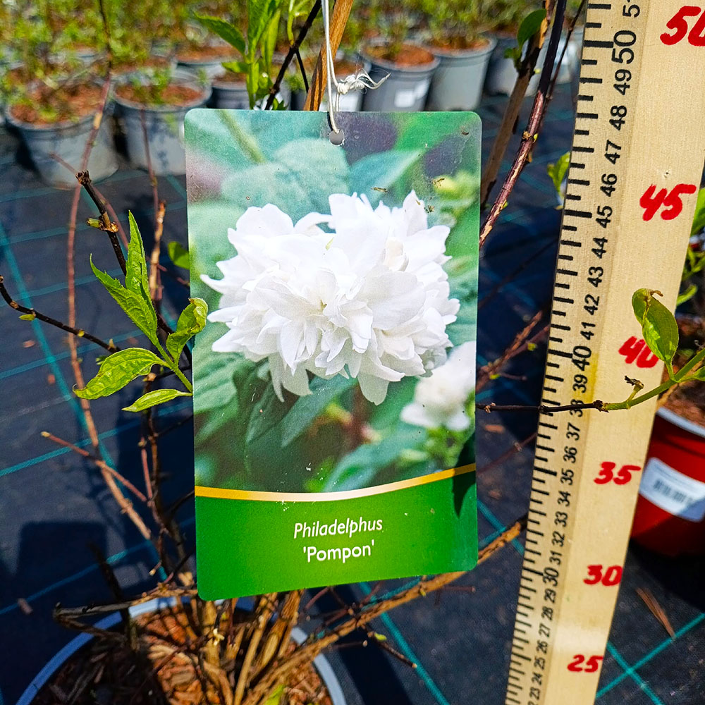 Чубушник Помпон С3 1шт/Philadelphus Pompon