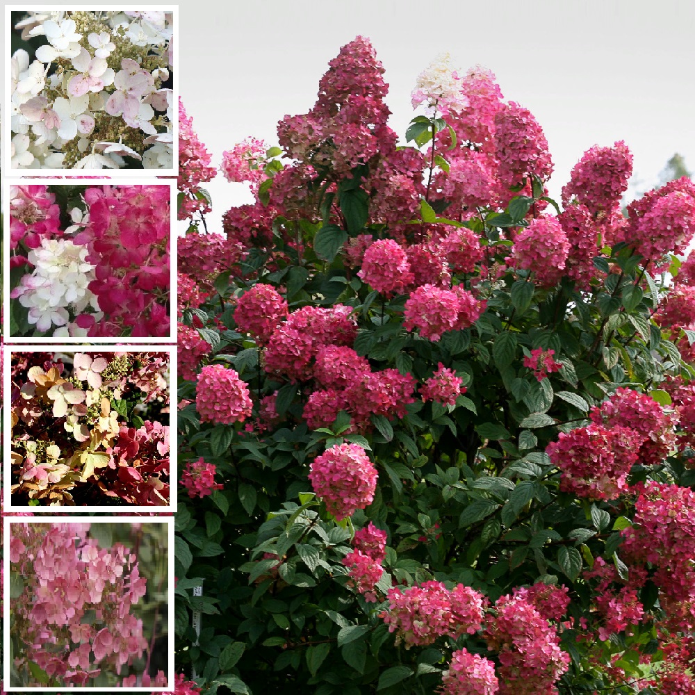 Гортензия метельчатая Вимс Ред 1шт