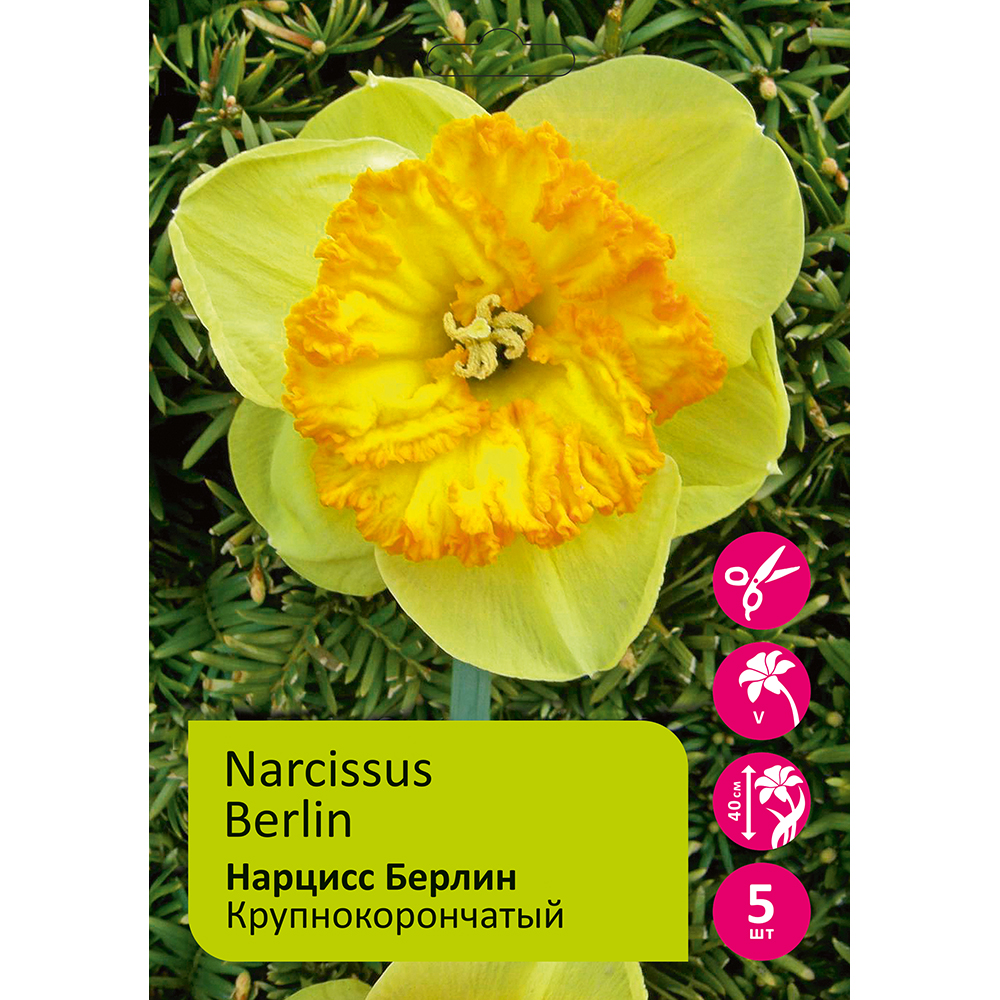Нарциссы Берлин крупнокорончатый 5шт 12/14 / Narcissus Berlin