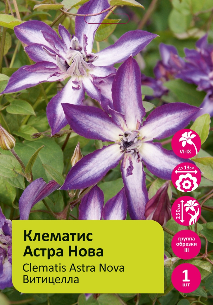 Клематис Астра Нова 1шт гр.обрезки 3