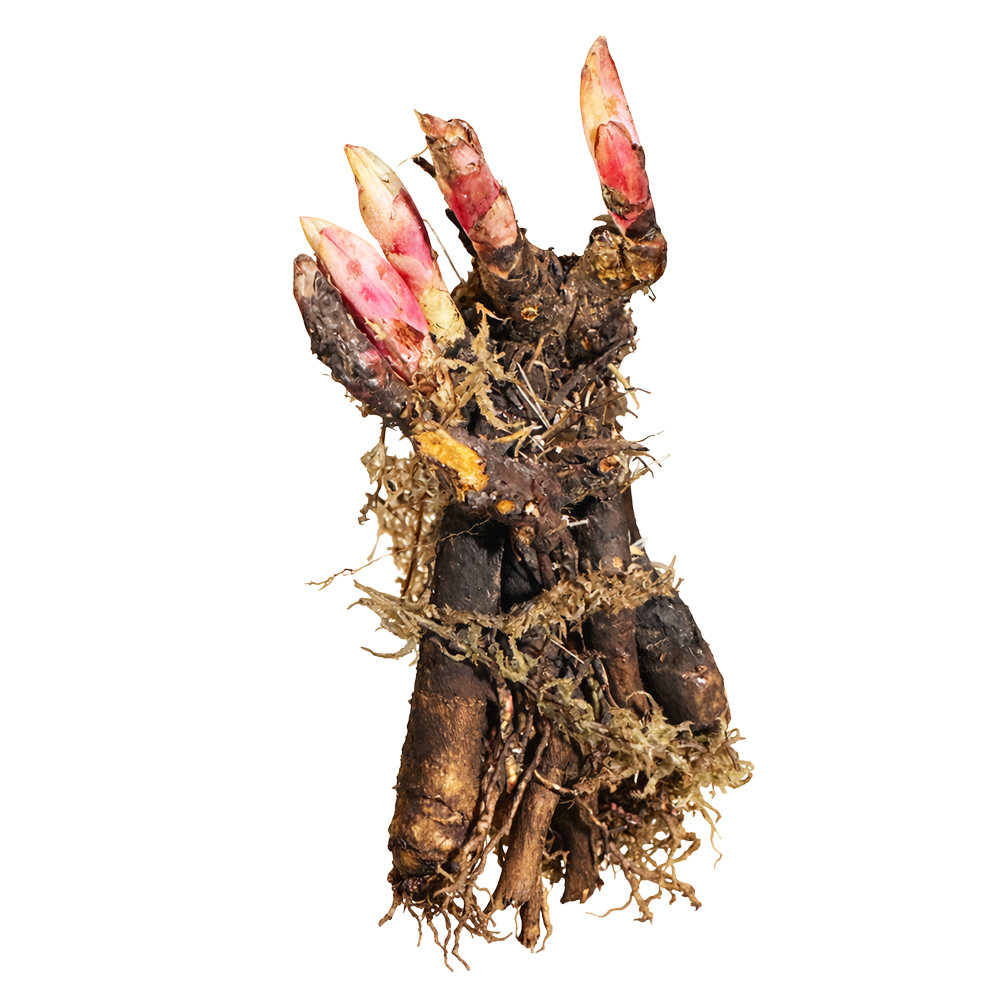 Пион молочноцветковый Золотой ореол 1шт/Paeonia Jin Dai Wei (Цзынь Дай Вэй)