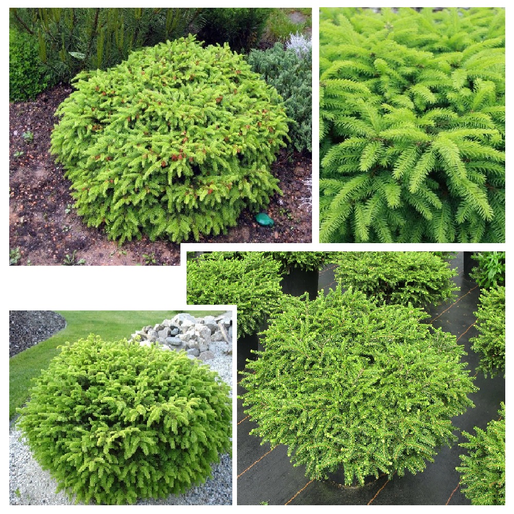 Ель обыкновенная Нидиформис С15 (высота 60-70см) 1шт/Picea abies Nidiformis