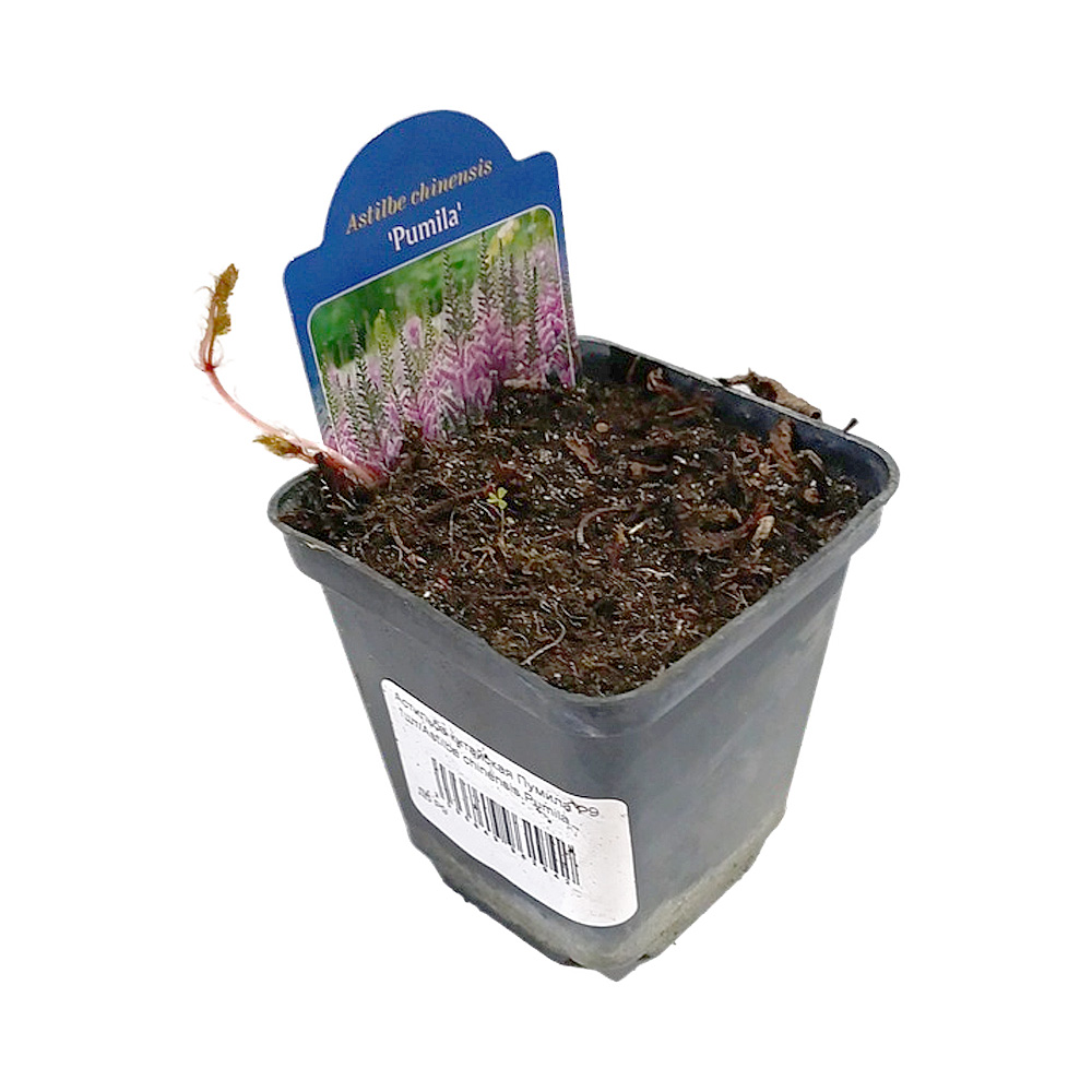 Астильба китайская Пумила Р9 1шт/Astilbe chinensis Pumila 