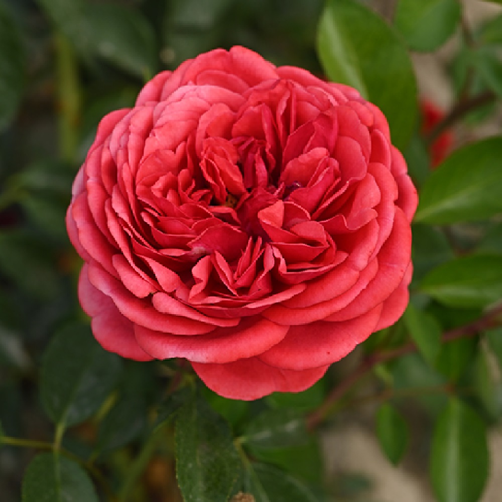 Роза Кордес флорибунда Аут оф Розенхайм 1шт.