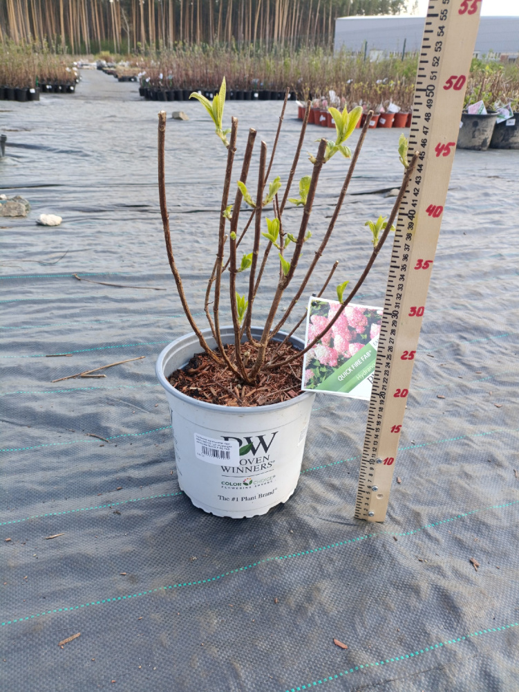 Гортензия метельчатая Квик Файр Фаб С5 1шт /Hydrangea paniculata QUICK FIRE FAB
