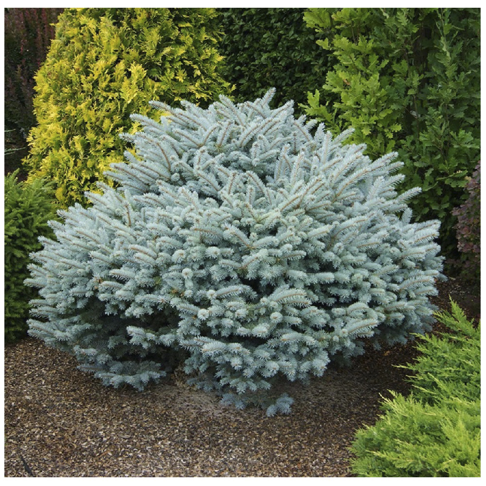 Ель колючая Глаука Глобоза С30 (высоат 40-50см) 1шт/Picea pungens Gauca Globosa