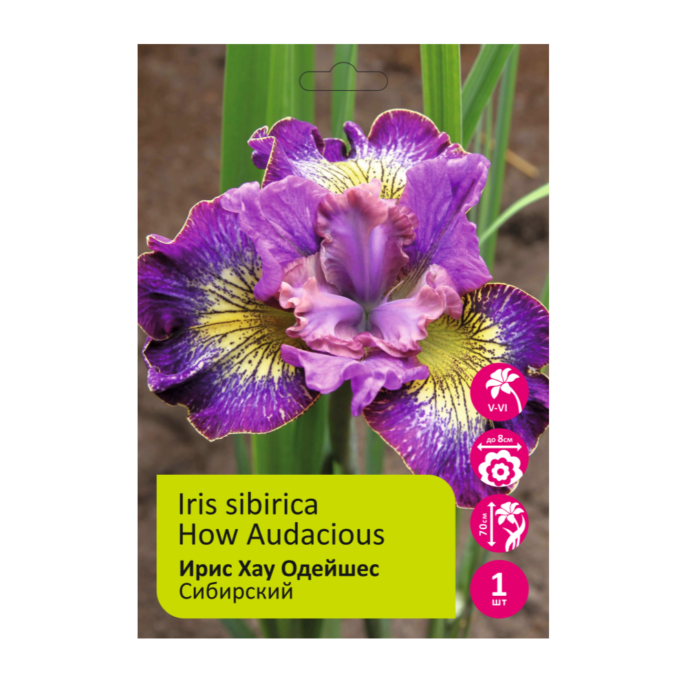 Ирис Хау Одейшес 1шт сибирский /Iris sibirica How Audacious
