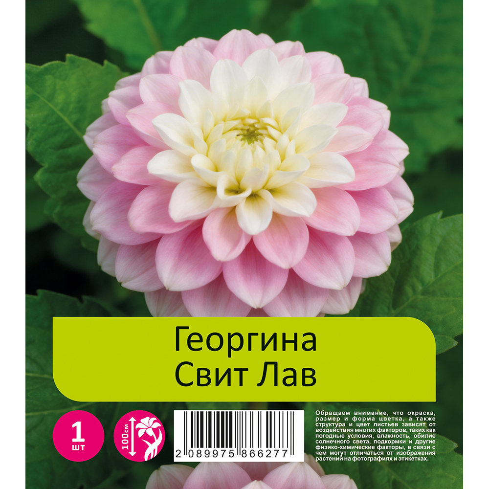 Георгина Свит Лав 1шт /Dahlia Sweet Love 