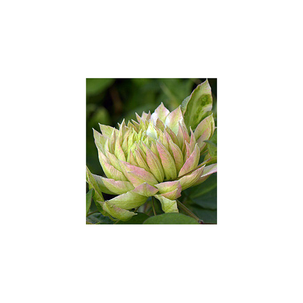 Клематис Сен-но-Казе гр.обр.2 P9 1шт /Clematis Sen-no-kaze