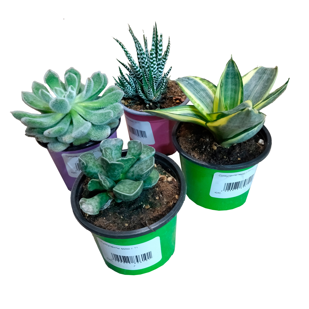 Суккуленты микс в горшке диаметром 11см, в ассортименте/ 1шт