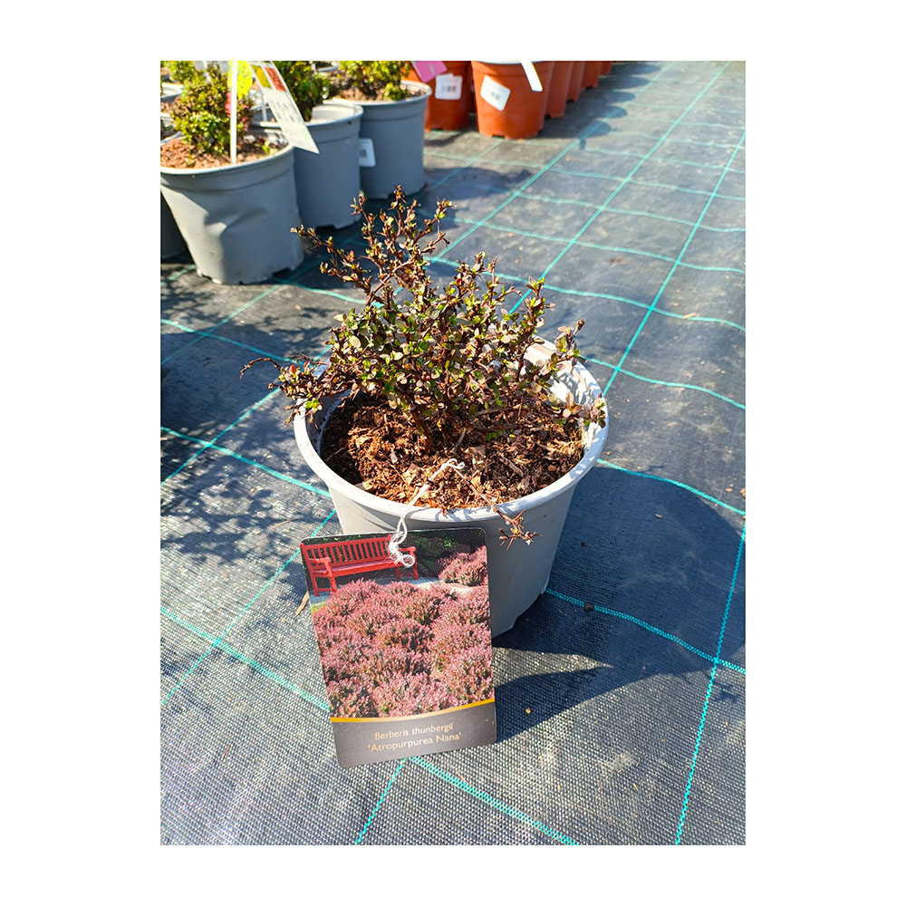 Барбарис тунберга Атропурпуреа Нана С3 1шт/Berberis thunbergii Atropurpurea Nana